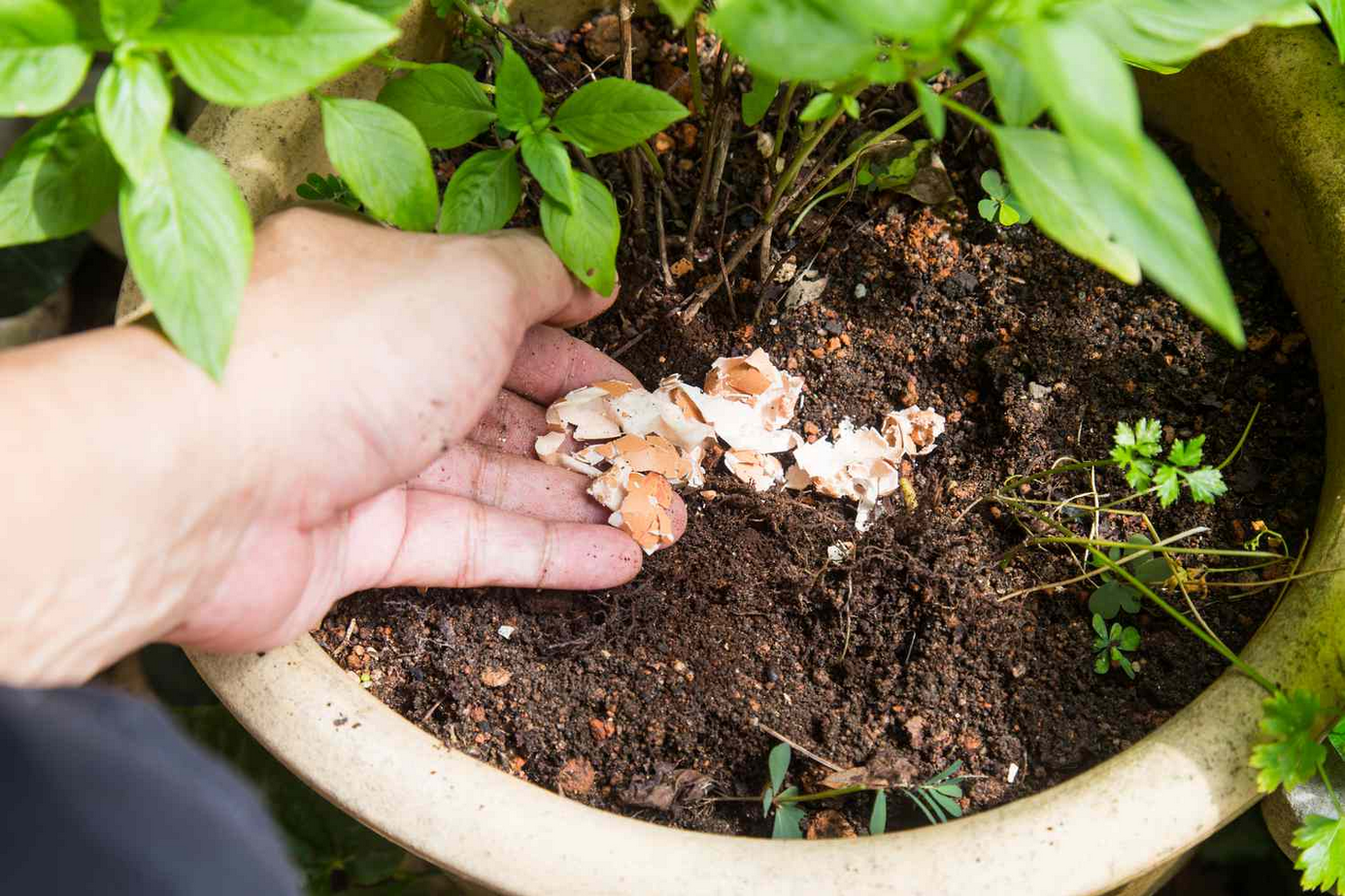 Use eggshells to care for your plants