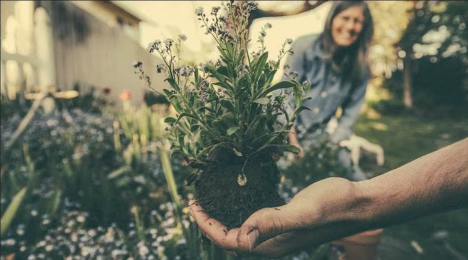 New poll suggests signs that make a good gardener